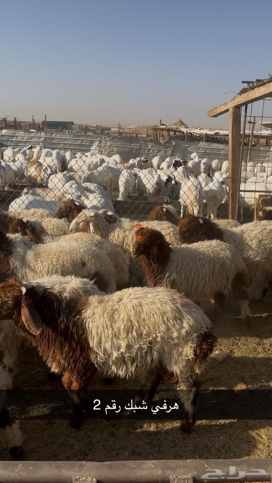 My Naimi and my Swakan are my Rabee64487691011202114