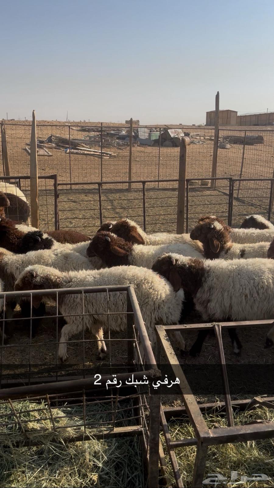 My Naimi and my Swakan are my Rabee64487691011202113