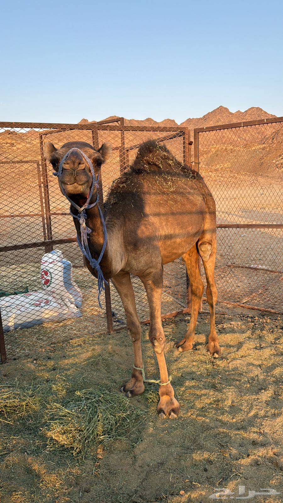 قعود للبيع64487910874753111