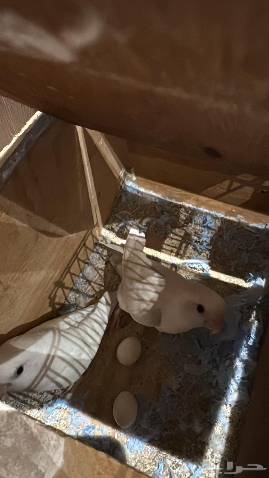 طير روز زوج البينو منتج64489793389441111