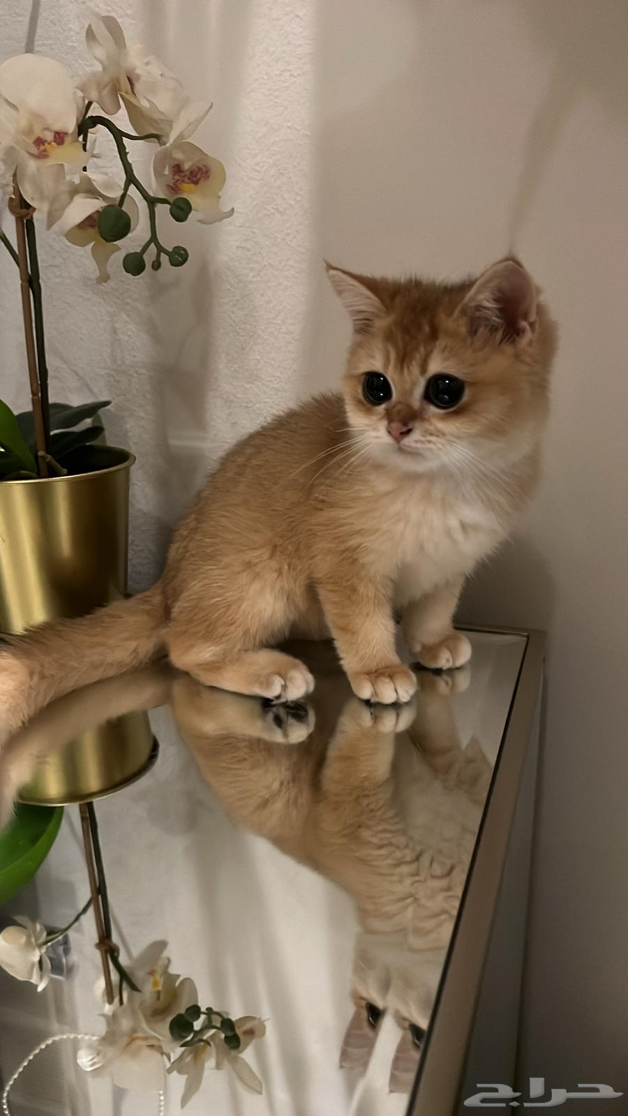 Scottish Pure Kitten64487828128642110