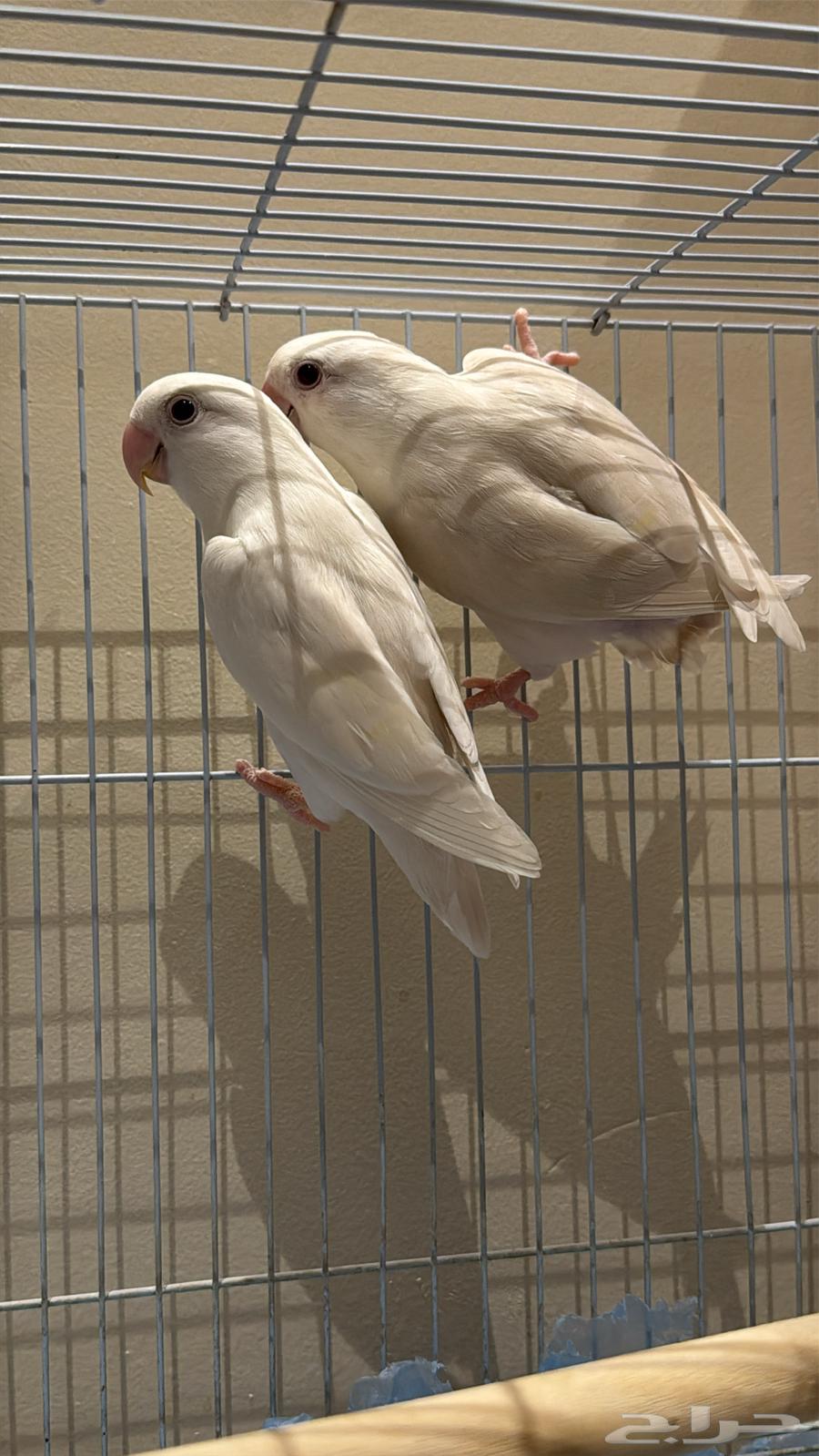 طير روز زوج البينو منتج64489793389441112