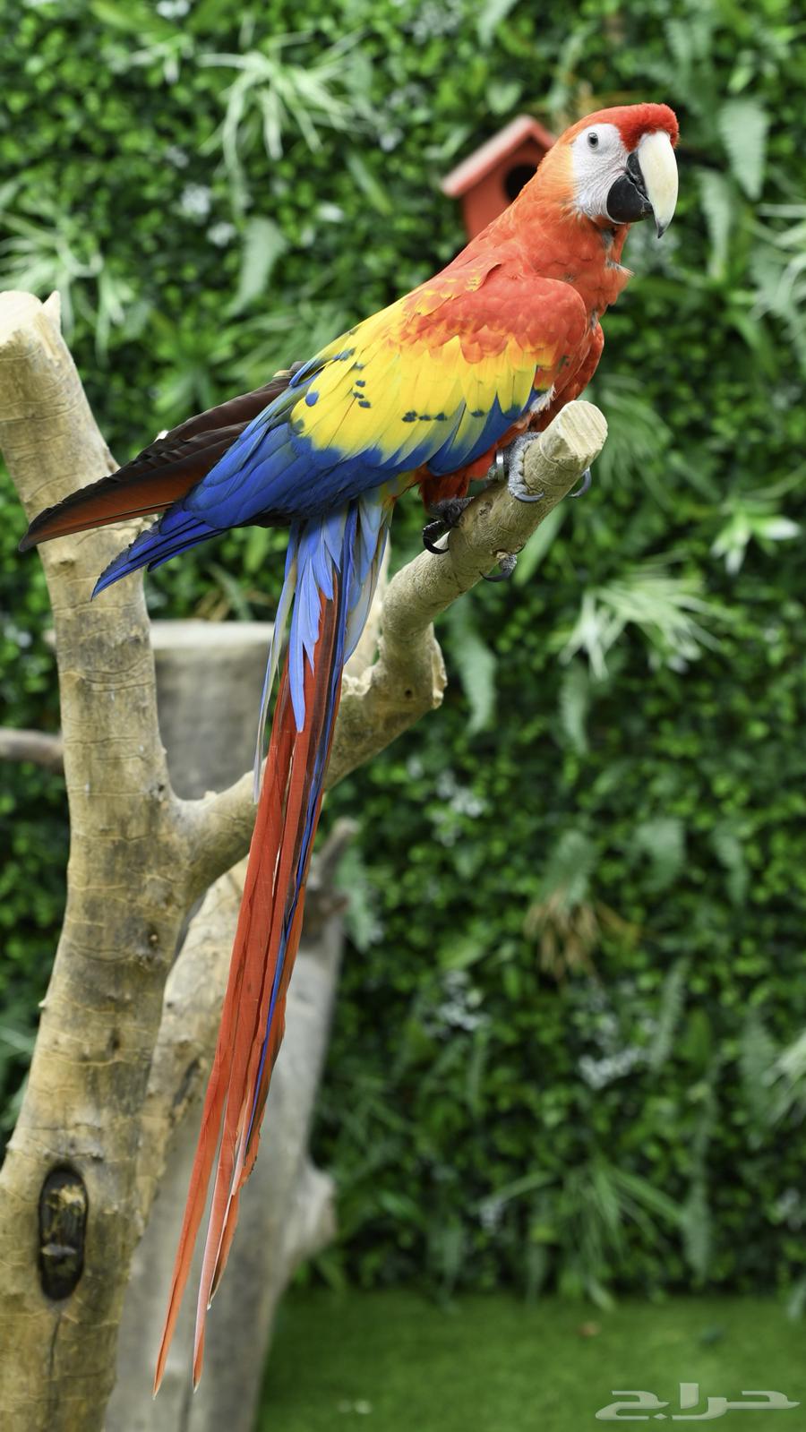 اسكارلت نكراقوا   مصرح بشهادة ملكية ( تم البيع )64493722950915114