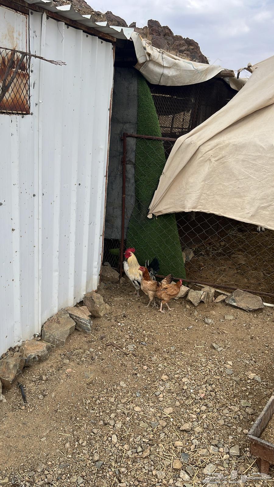 ديك للبيع64492772254593113