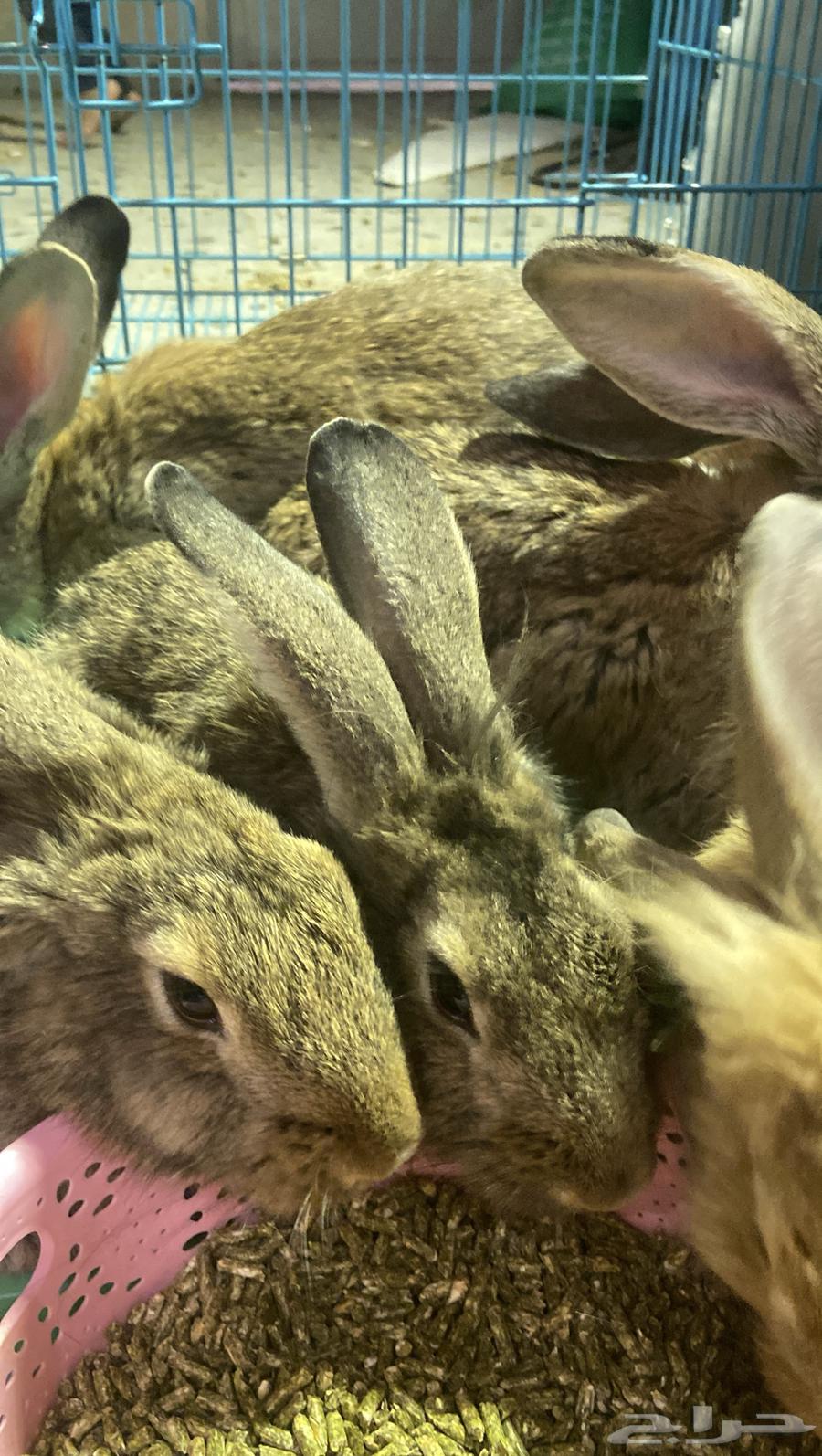 أرانب للبيع64494291114754110