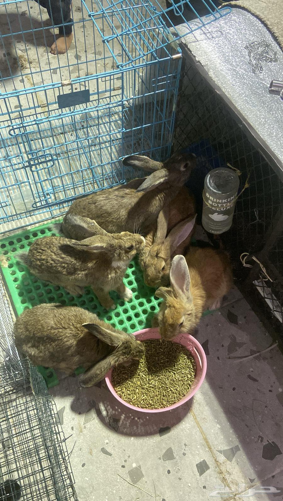 أرانب للبيع64494291114754114