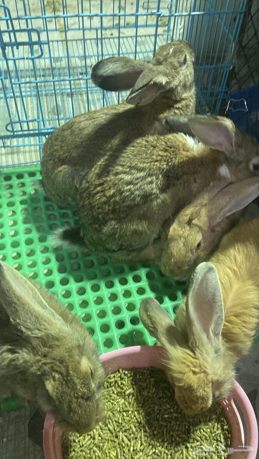 أرانب للبيع64494291114754112