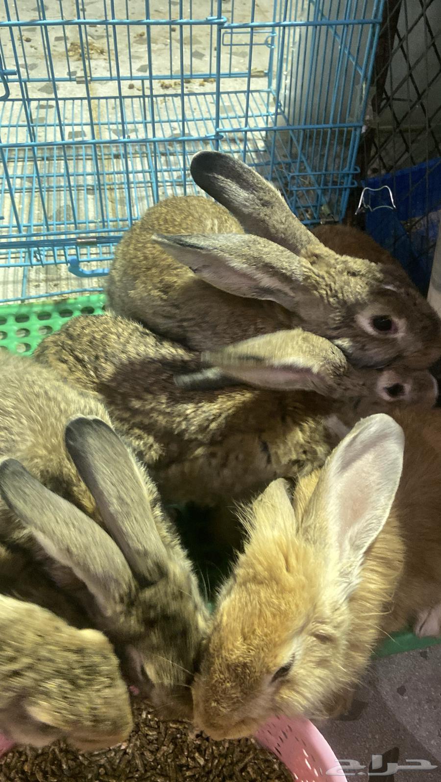 أرانب للبيع64494291114754111