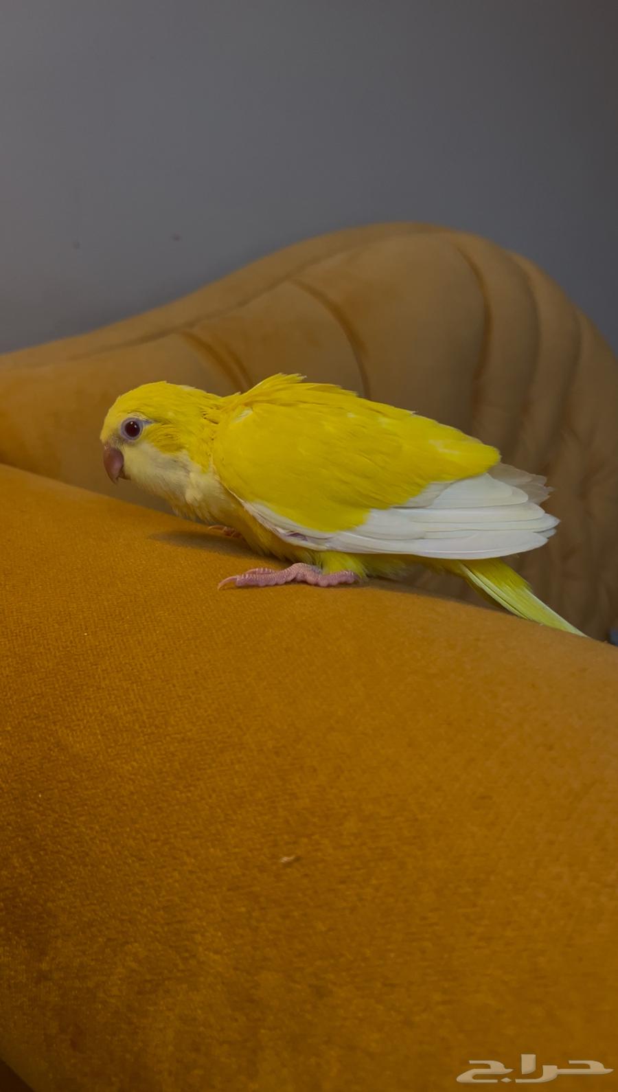 Easy Feather Quicker Latino64486868350850110