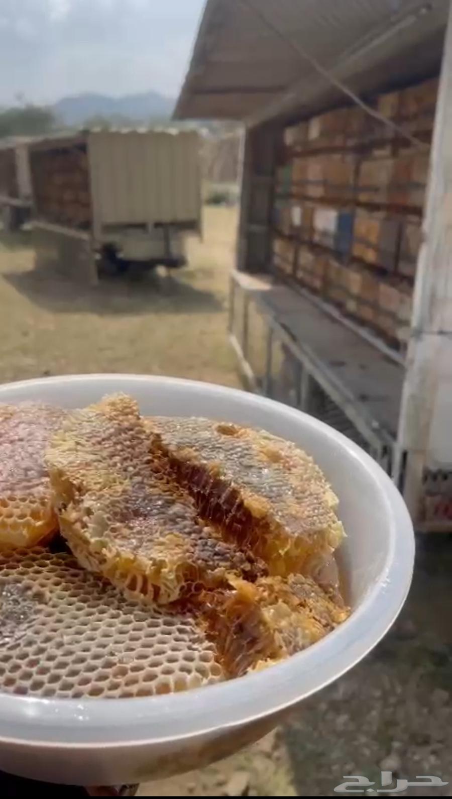 عسل جبلي صافي جديد من منحلي شخصيا64493920471426112