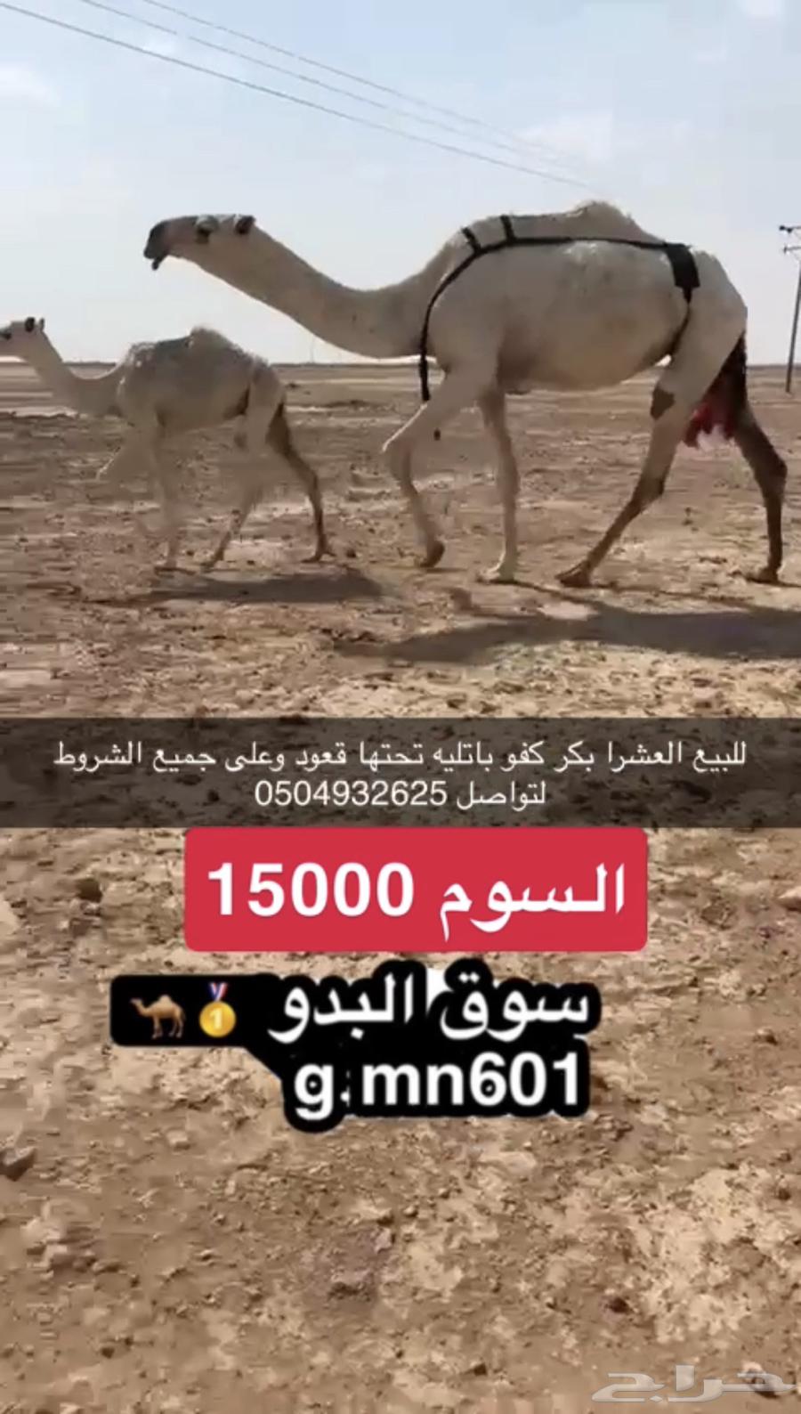 عشرا بكر باتليه تحتها قعود وعلى جميع الشروط64493518748930110