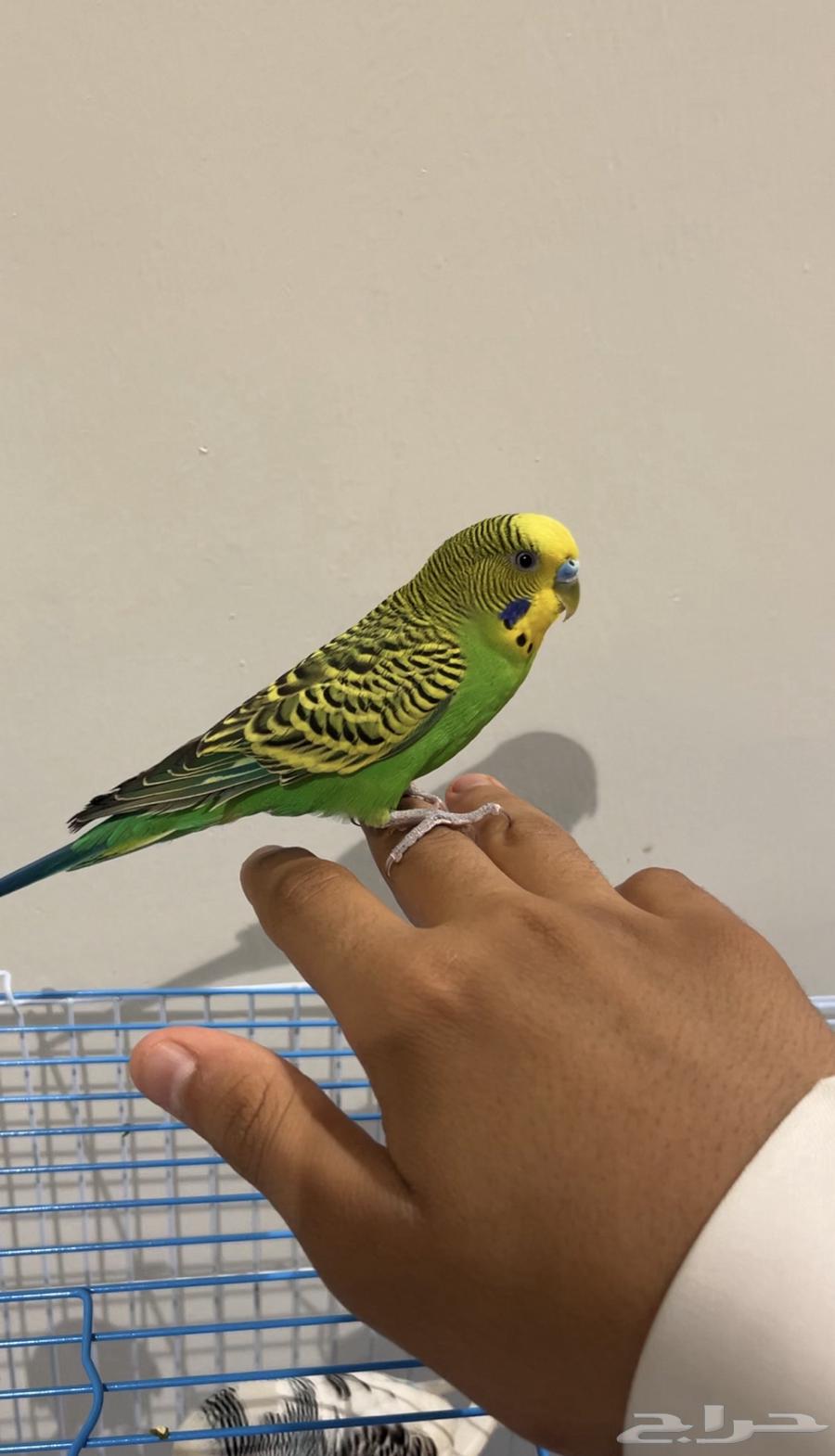 جوز بادجي هولندي للبيع لاعلى سعر64492704385922110