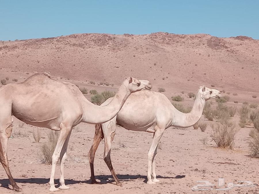 There are camels available for sale, ready for sale64493178013569110