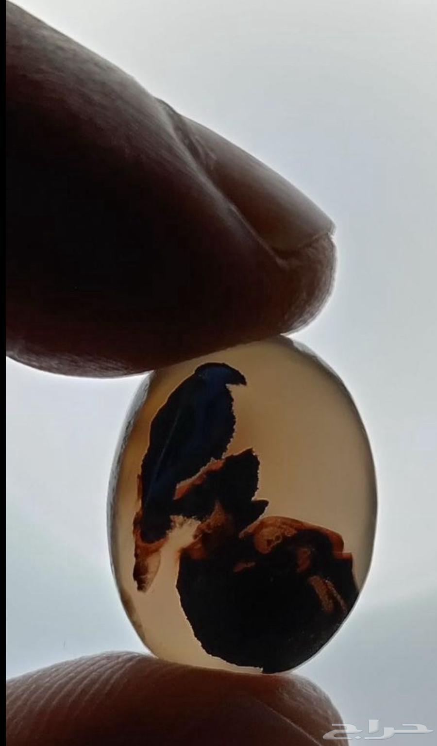 عقيق يماني مصور صقر بلاك بيور ..64488504695555110