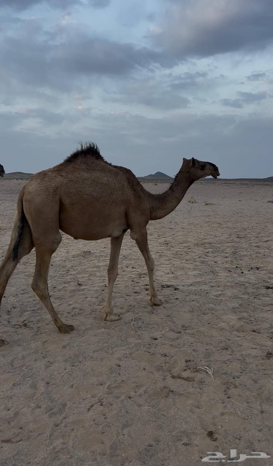 Red stud camel64488339900289114