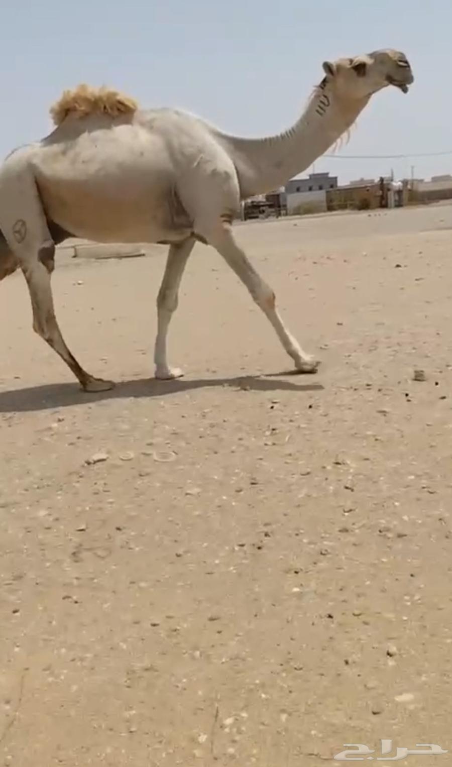 For sale, long-standing camel64488367180802110