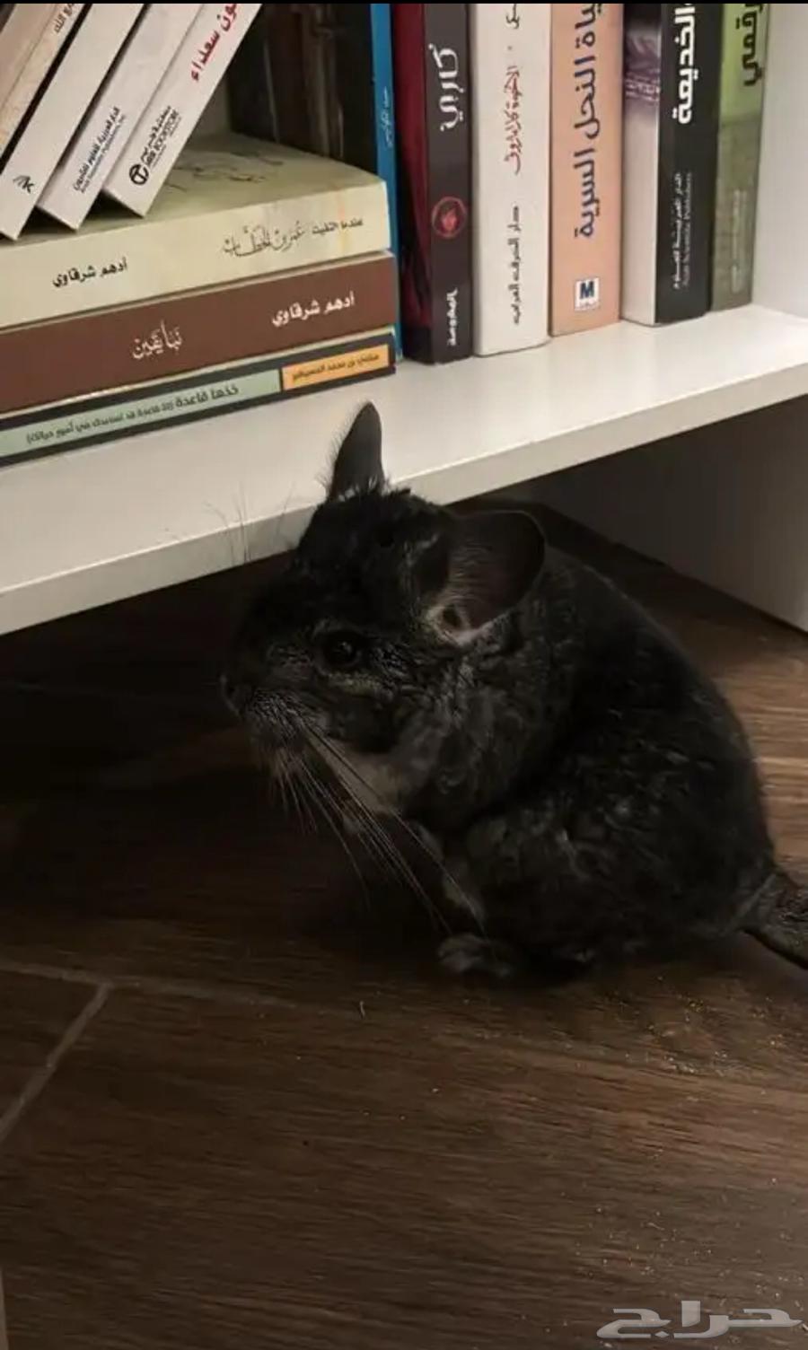 انثى شنشيلا للبيع64494529868290110