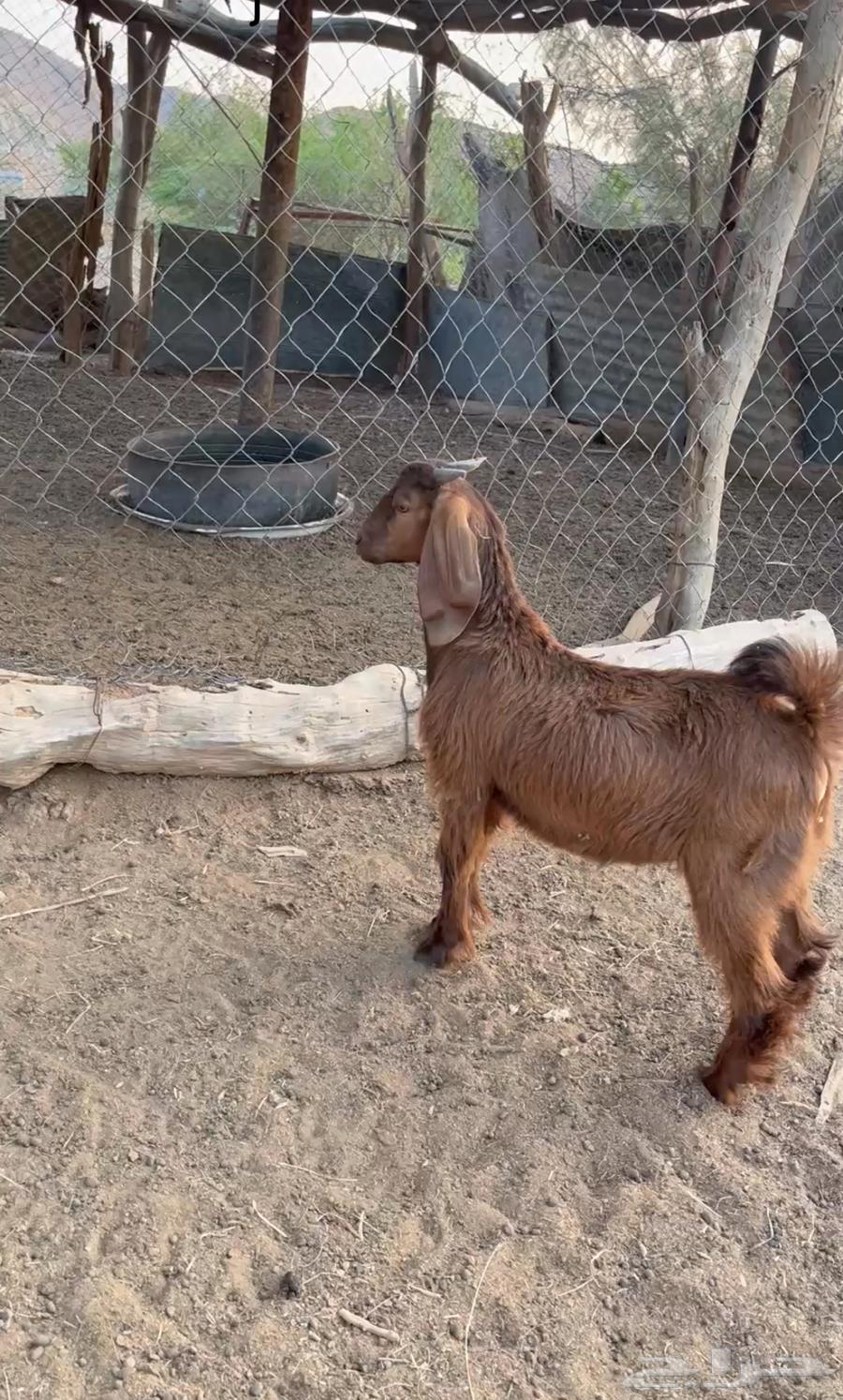 تيوس حريه هرفي64488131967107110