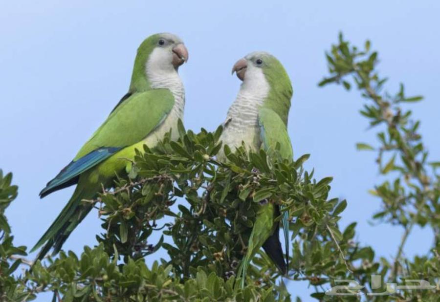 Quaker Passport Protected Product64491646475779110