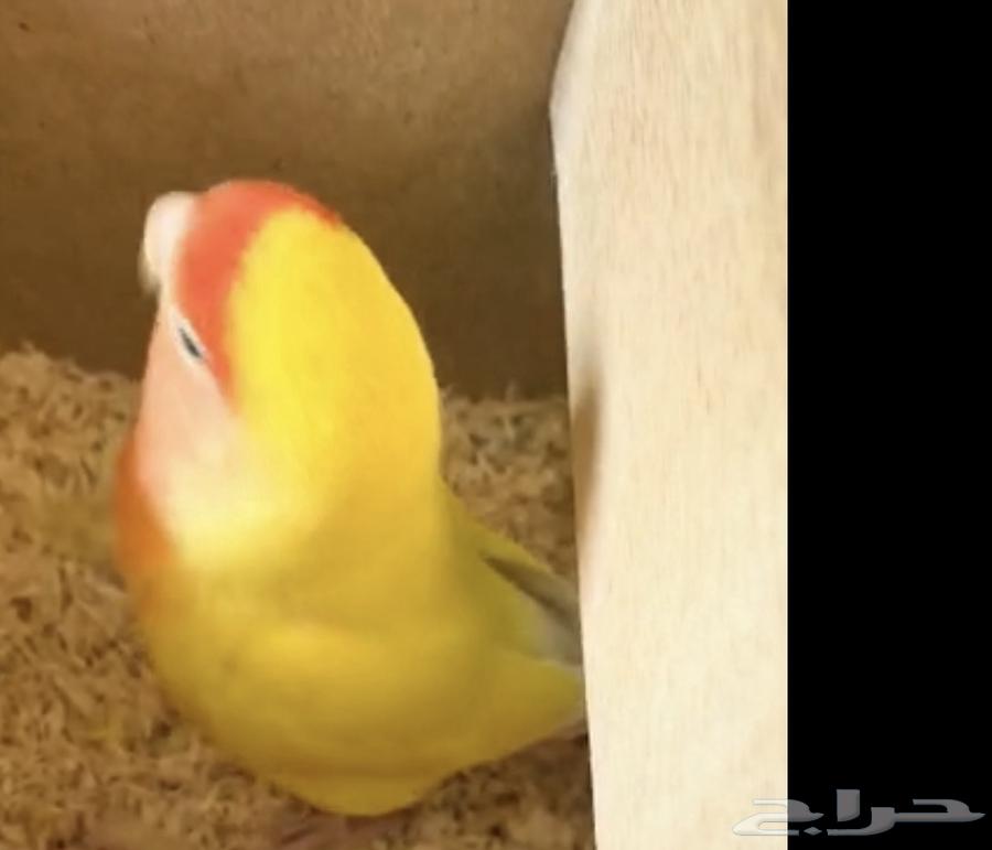 جوزين روز رد فيس64494112896515113