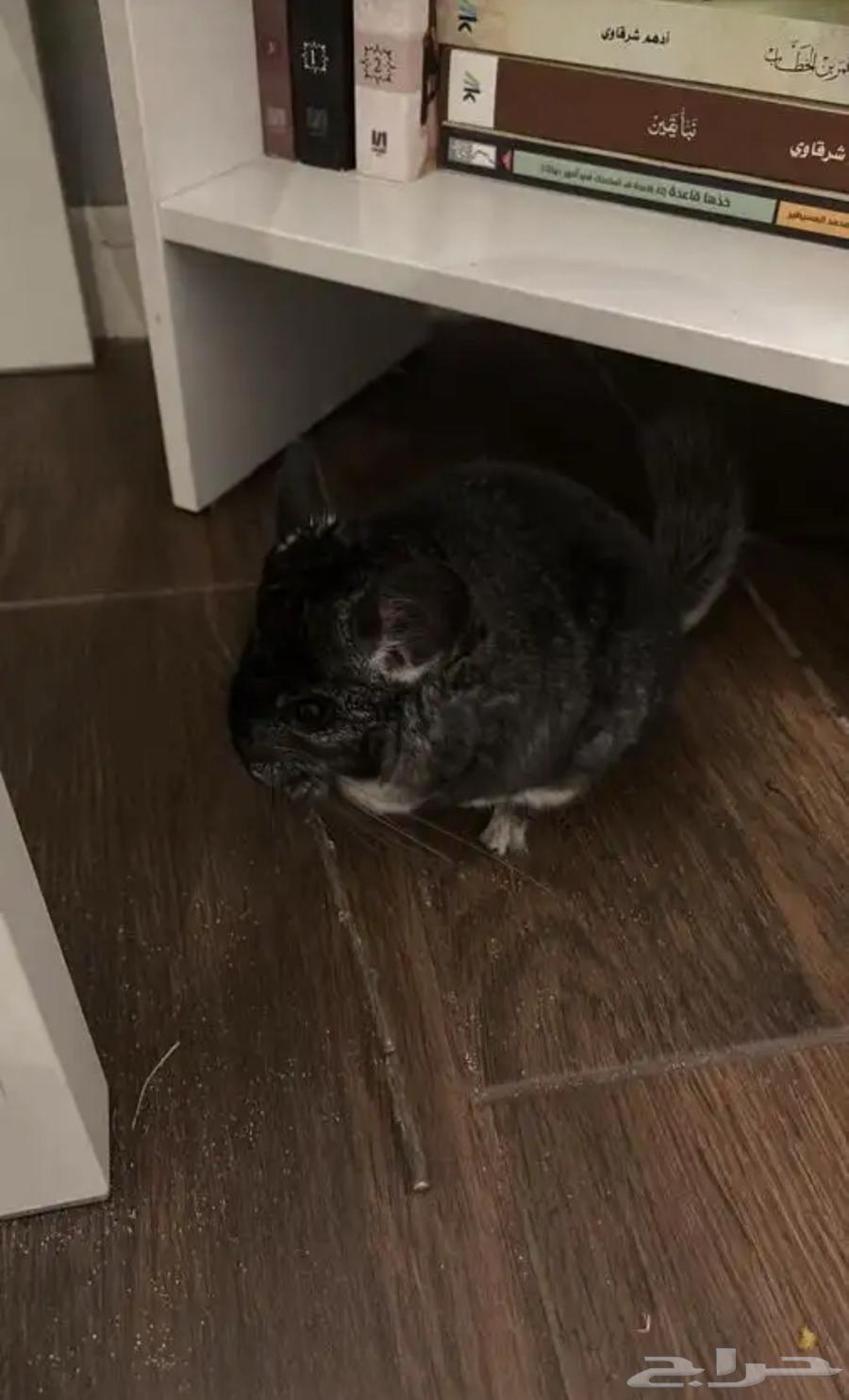 انثى شنشيلا للبيع64494529868290112