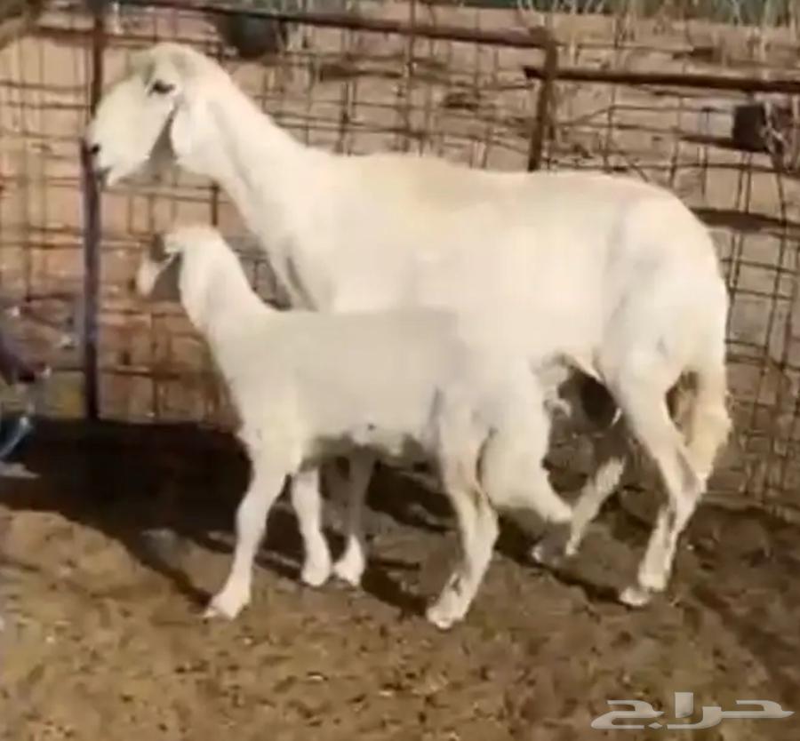 حريات للبيع جمله او تفريد64486647838467111