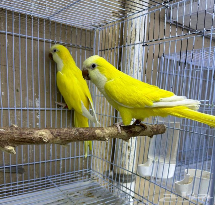 Quaker Passport Protected Product64491646475779112