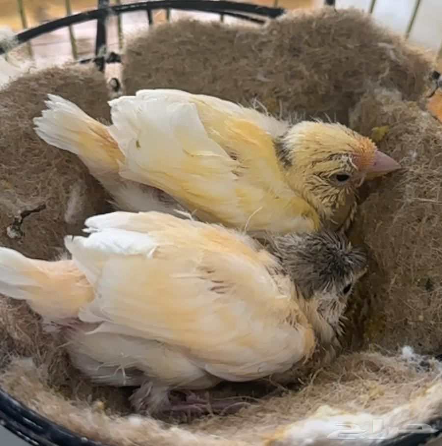 فرخين كناري غر للبيع64490192875010112