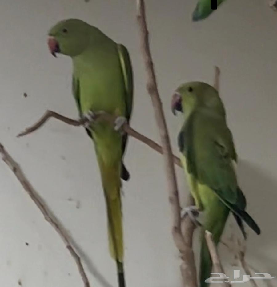 طيور للبيع64488477202690111