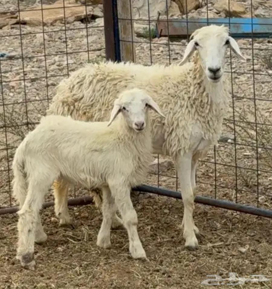 حريات للبيع جمله او تفريد64486647838467110