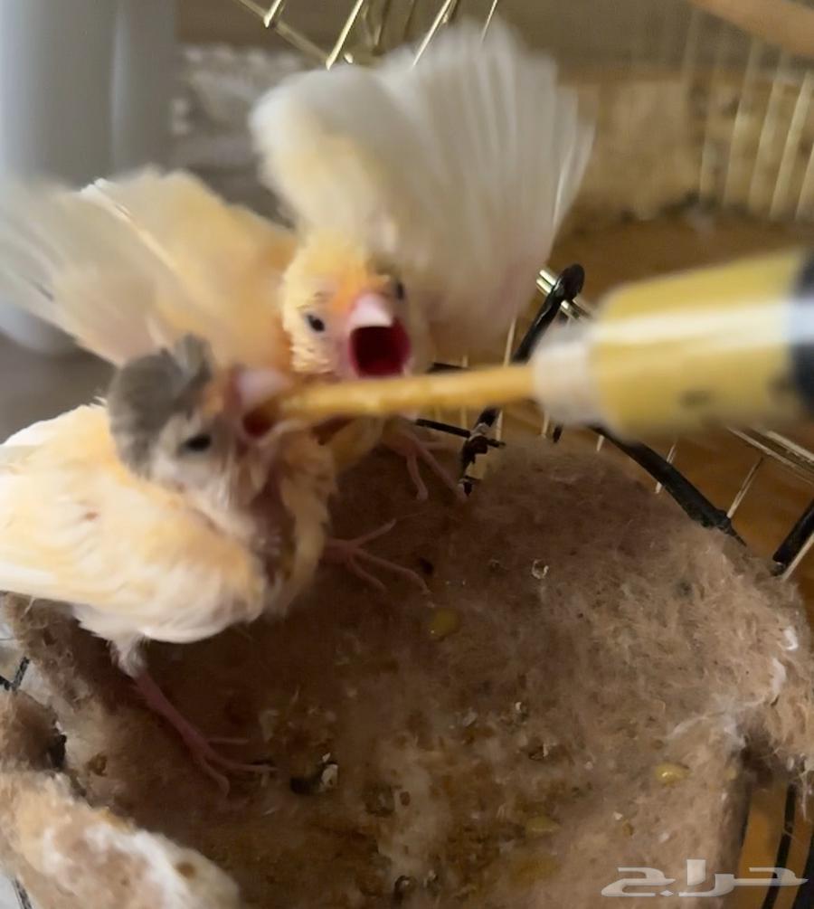 فرخين كناري غر للبيع64490192875010110