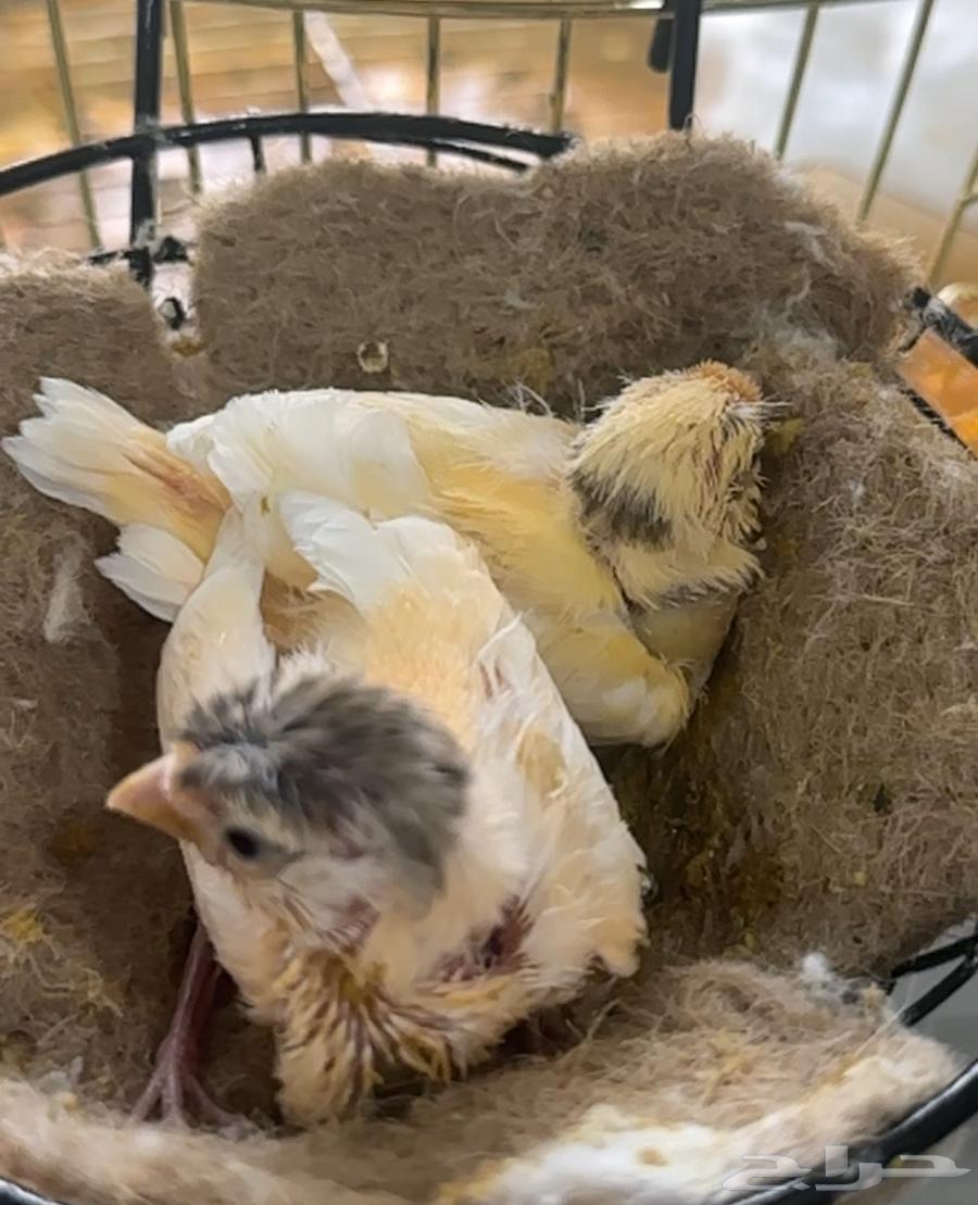 فرخين كناري غر للبيع64490192875010111