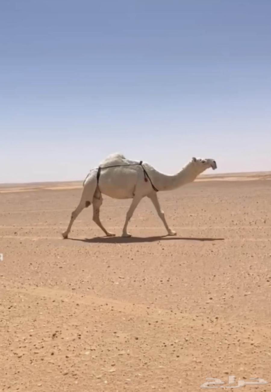 For sale, a healthy mare free from all defects64489433584131110