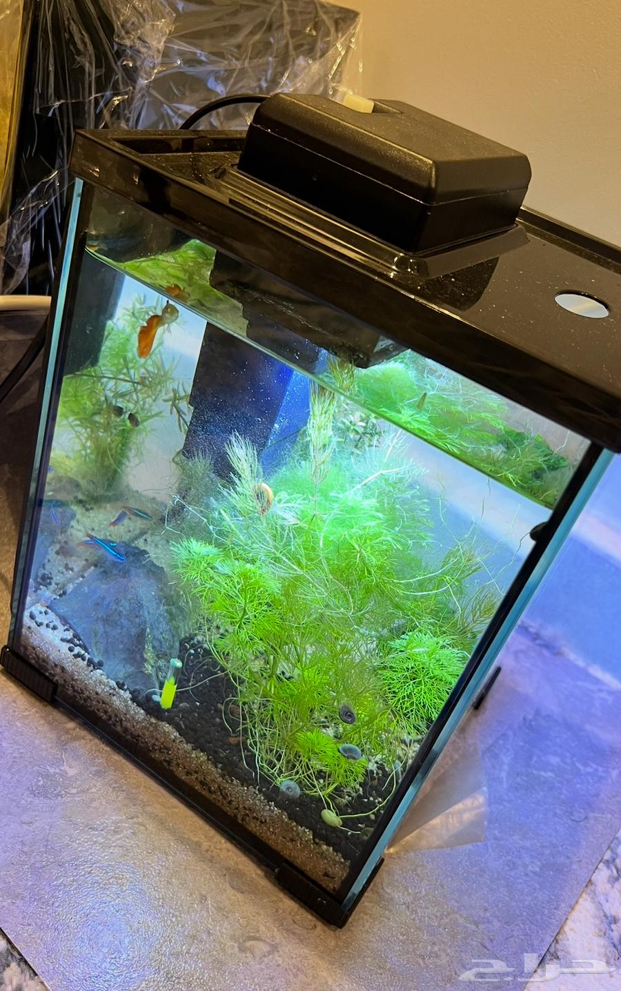 احواض سمك الزينة نظيفة64486329371778114