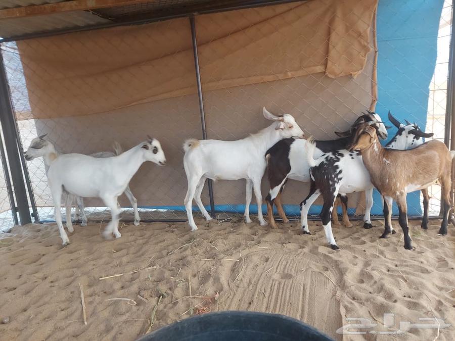 تيوس للبيع64490858519170110