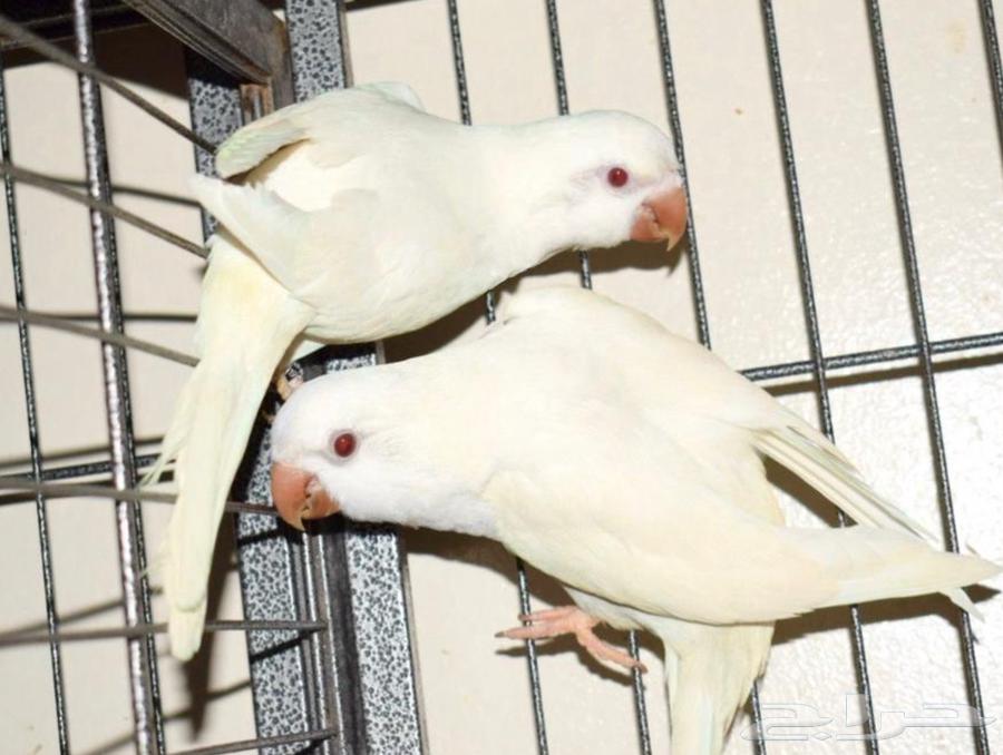 Quaker Passport Protected Product64491646475779113