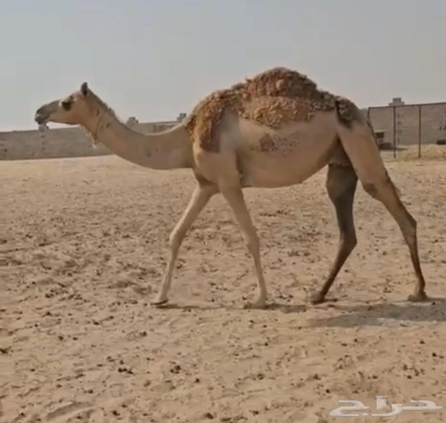 A white she-camel, excellent and with a preceding male camel in hand64492162029827112