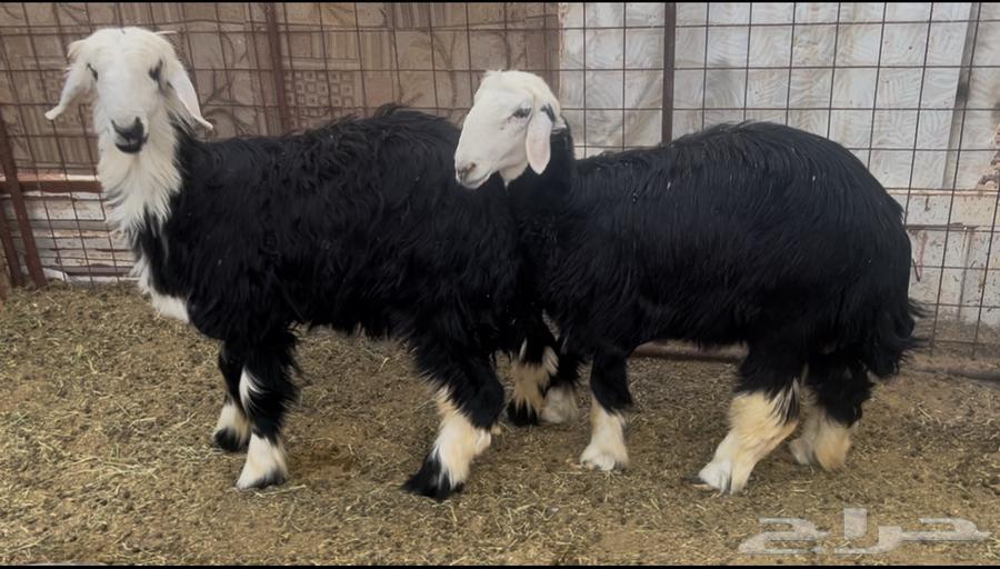 للبيع رخال نجد فل شحم ونظاف64492772317443110