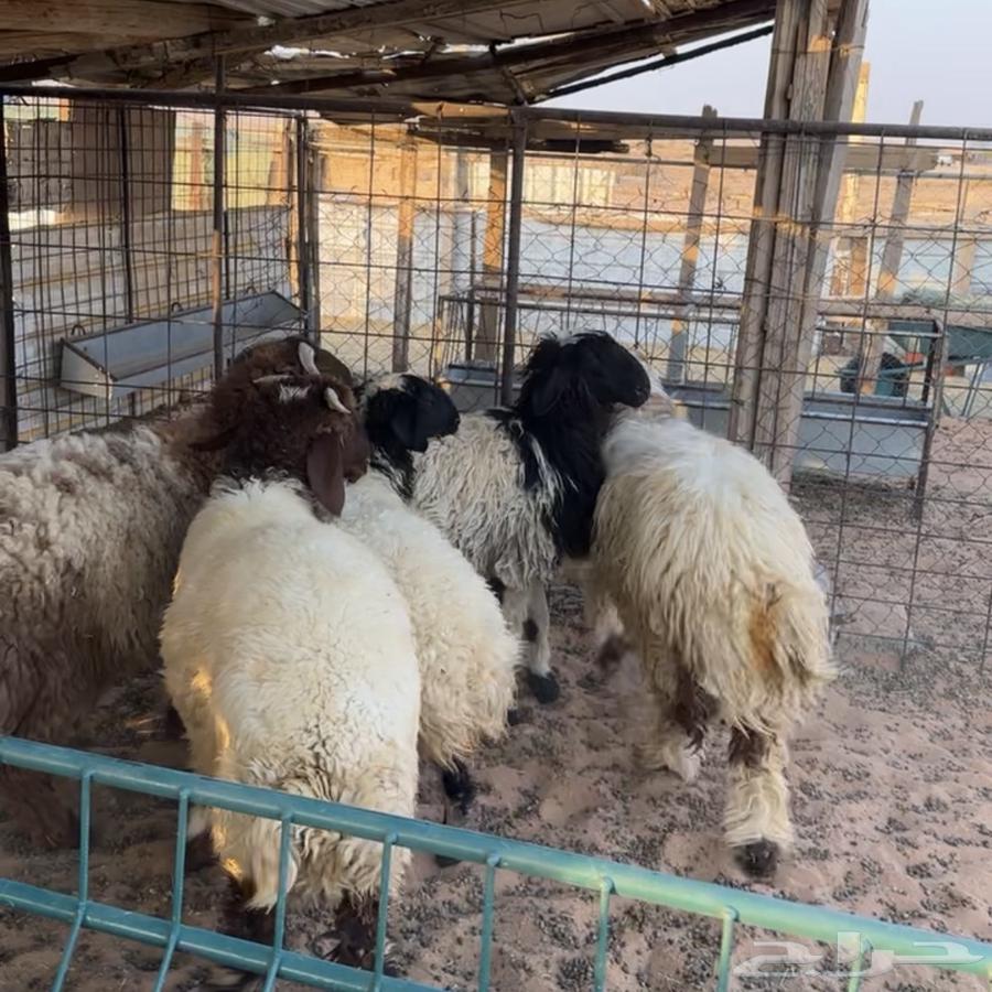 خرفان ورخلين نعيم ( تم البيع )64491700447617110