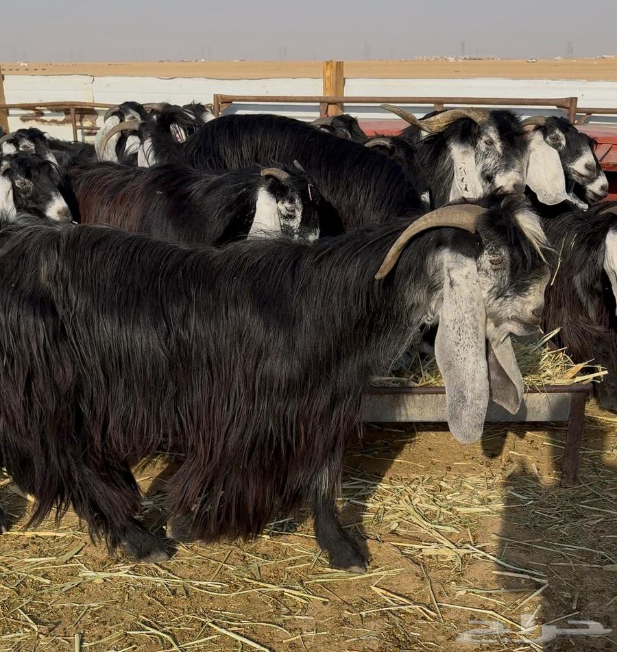 Goat with good traits, all of the same type64492175553795112