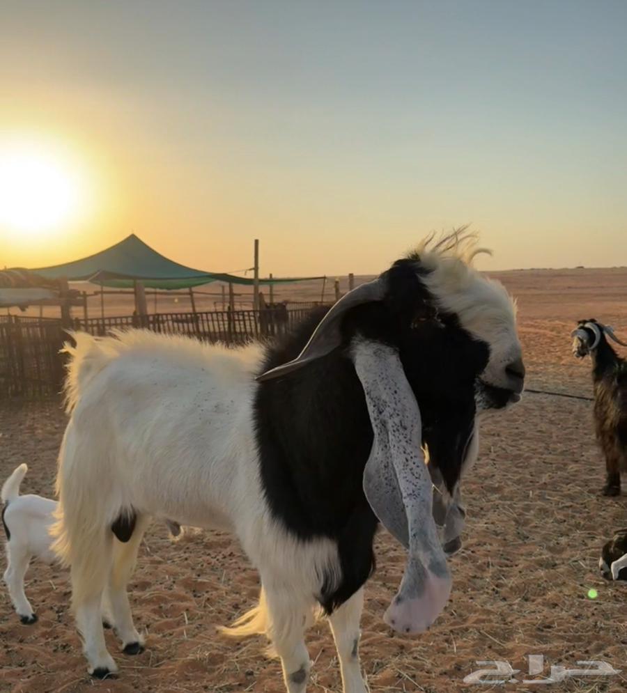 تيس فحل هولندي طيب بالحيل64492554944897111