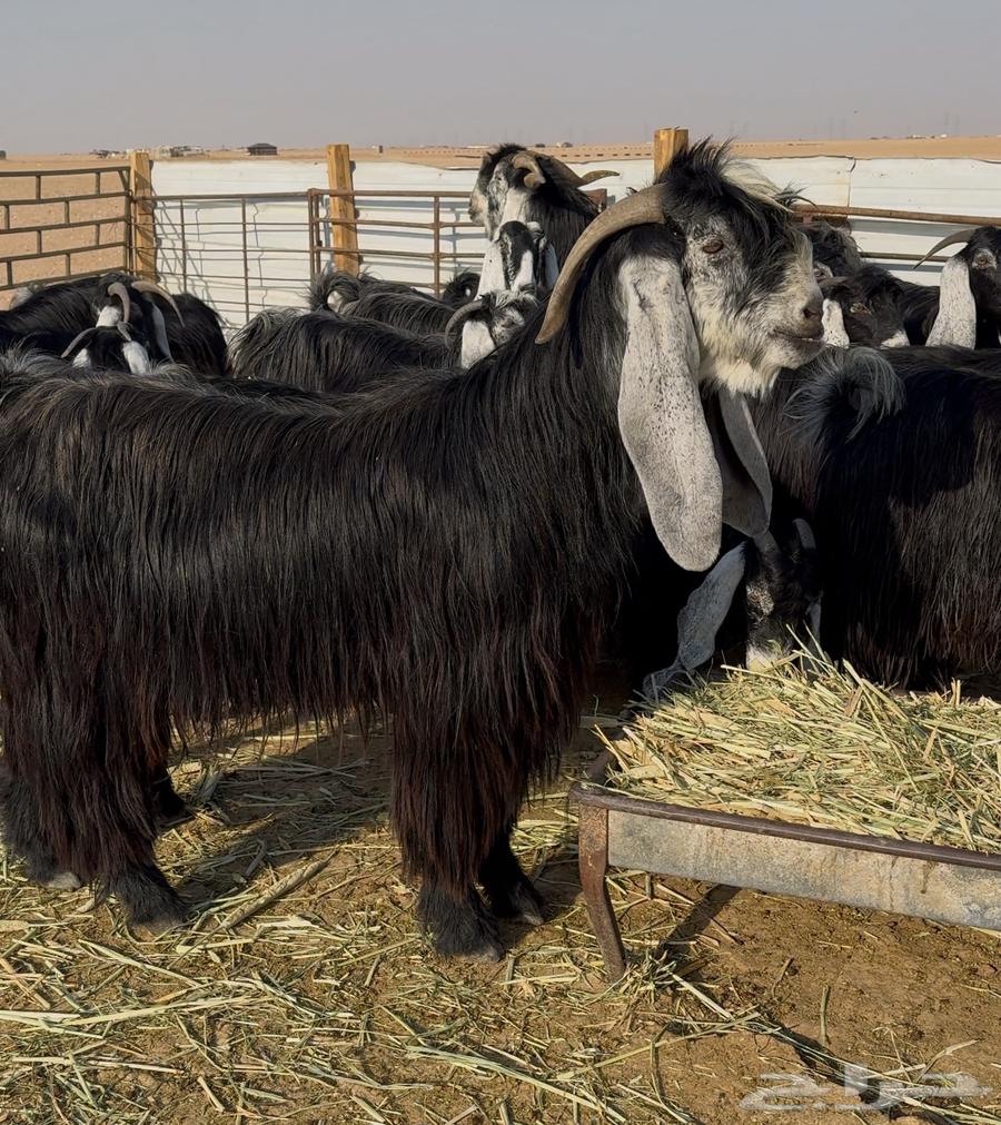 Goat with good traits, all of the same type64492175553795110