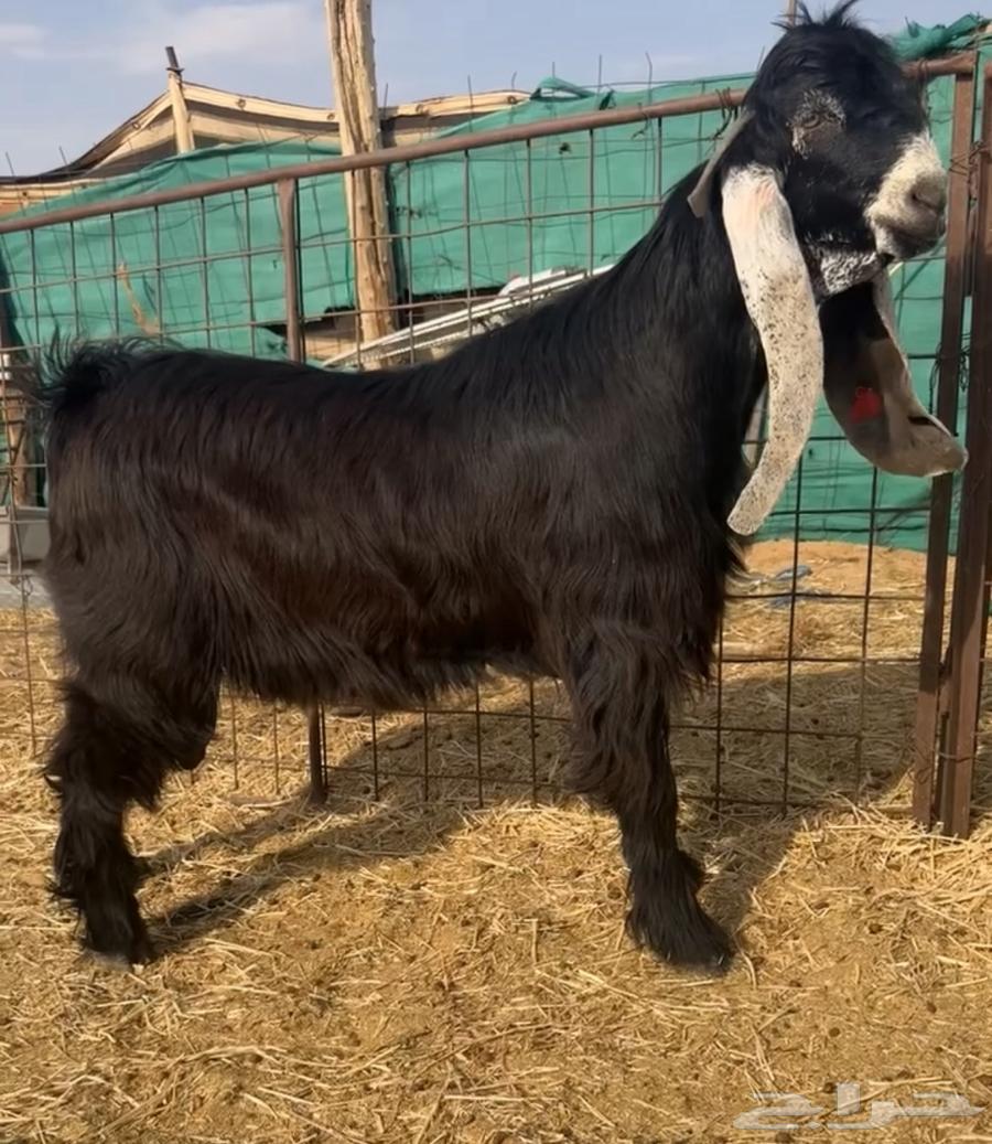 For sale, a very good stallion, head is difficult64492353174785110