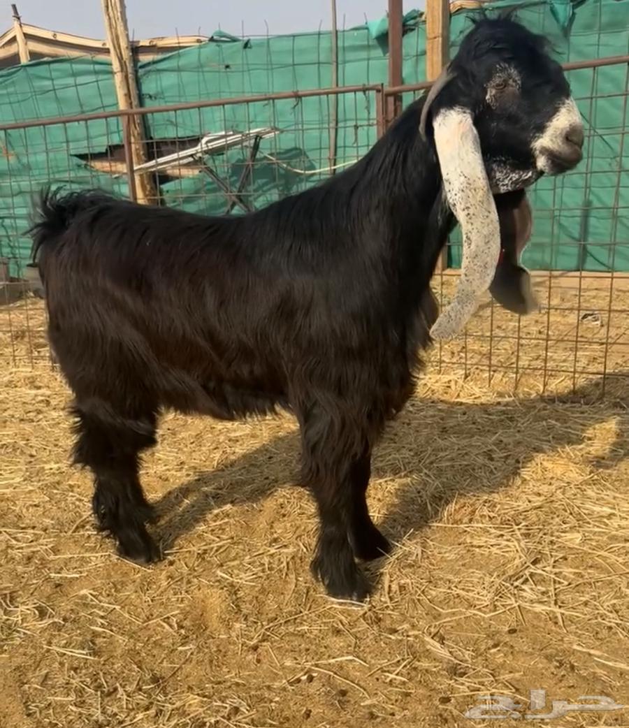 For sale, a very good stallion, head is difficult64492353174785111