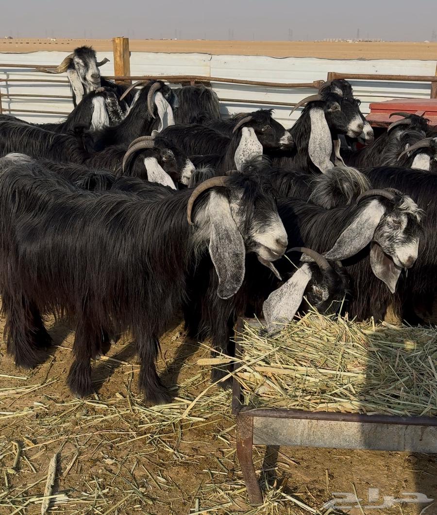 Goat with good traits, all of the same type64492175553795114