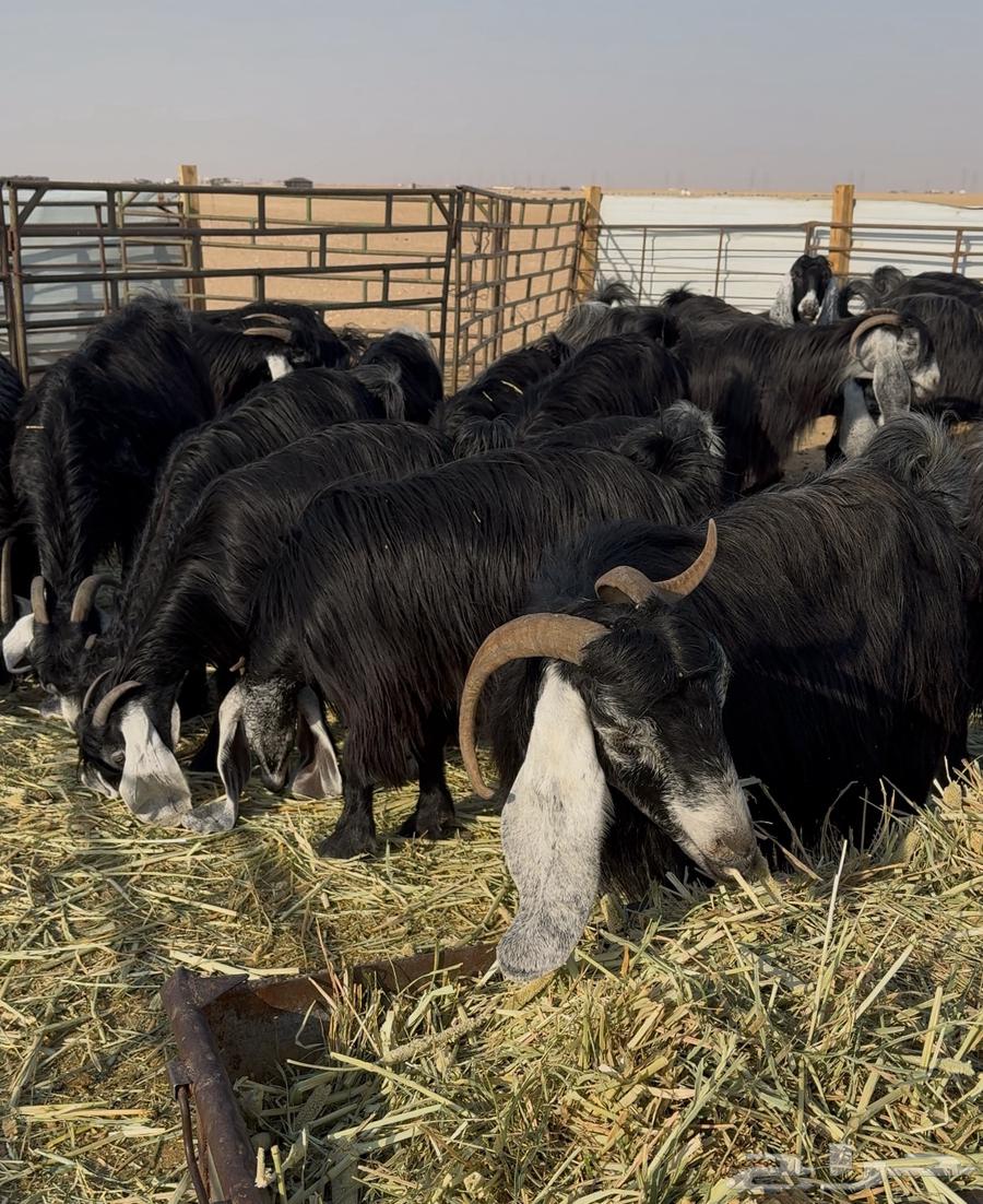 Goat with good traits, all of the same type64492175553795113