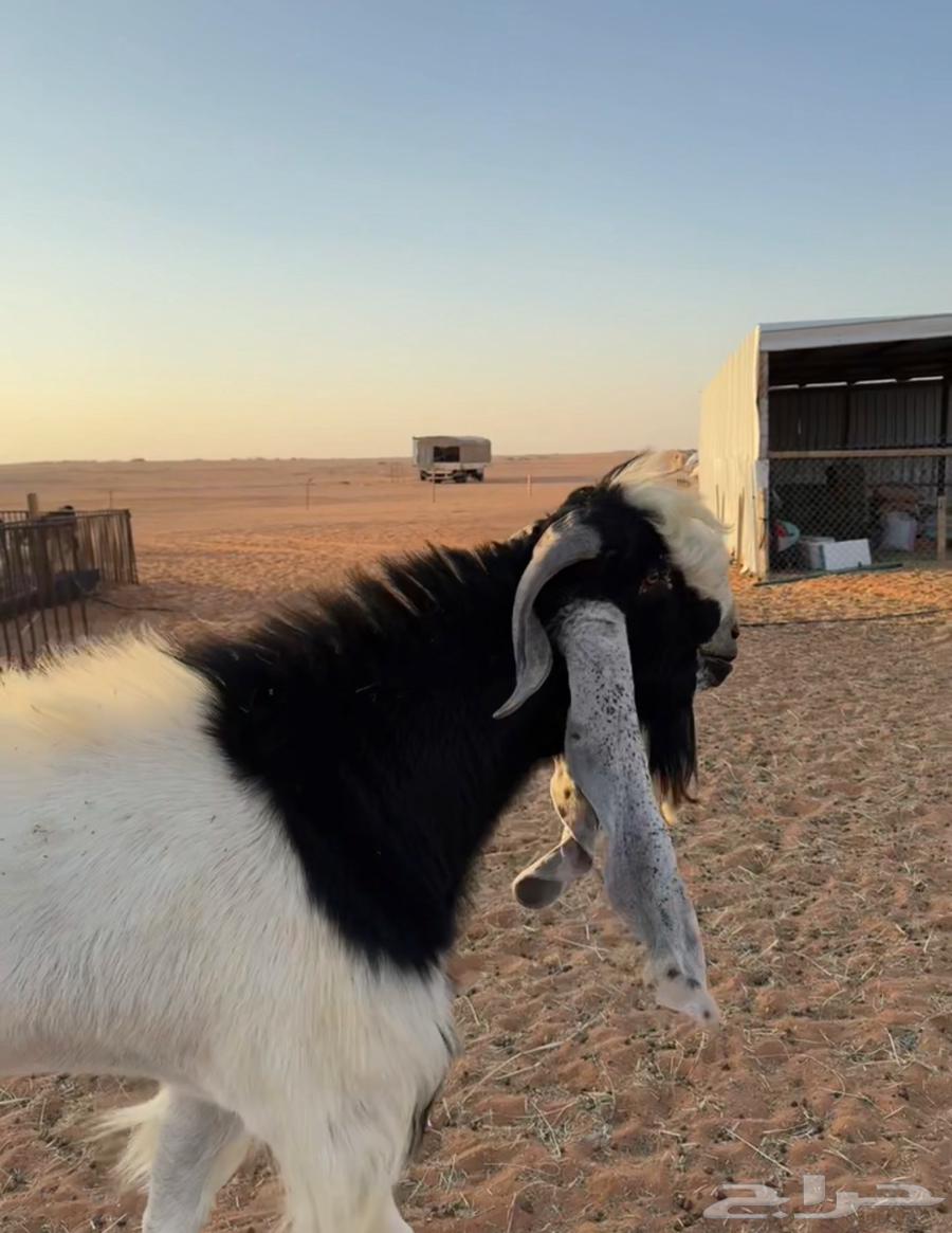 تيس فحل هولندي طيب بالحيل64492554944897110