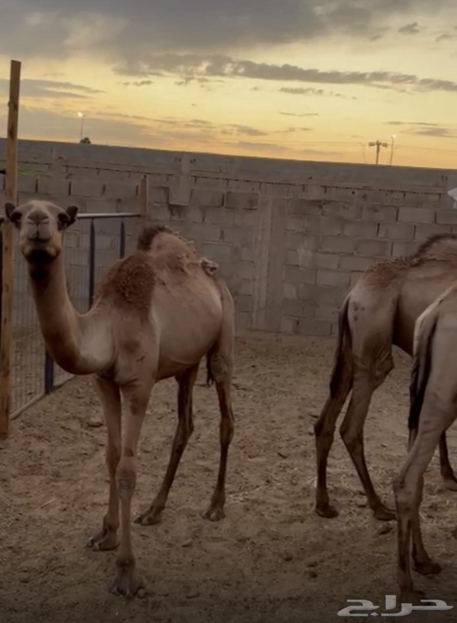 حشو للبيع64493614616961111