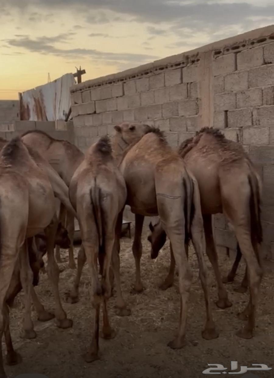 حشو للبيع64493614616961110