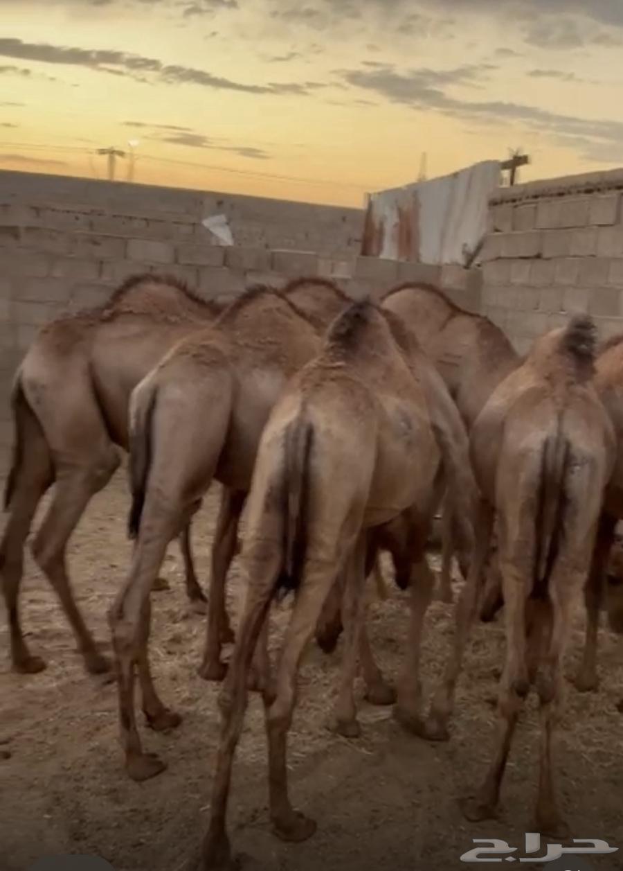 حشو للبيع64493614616961112